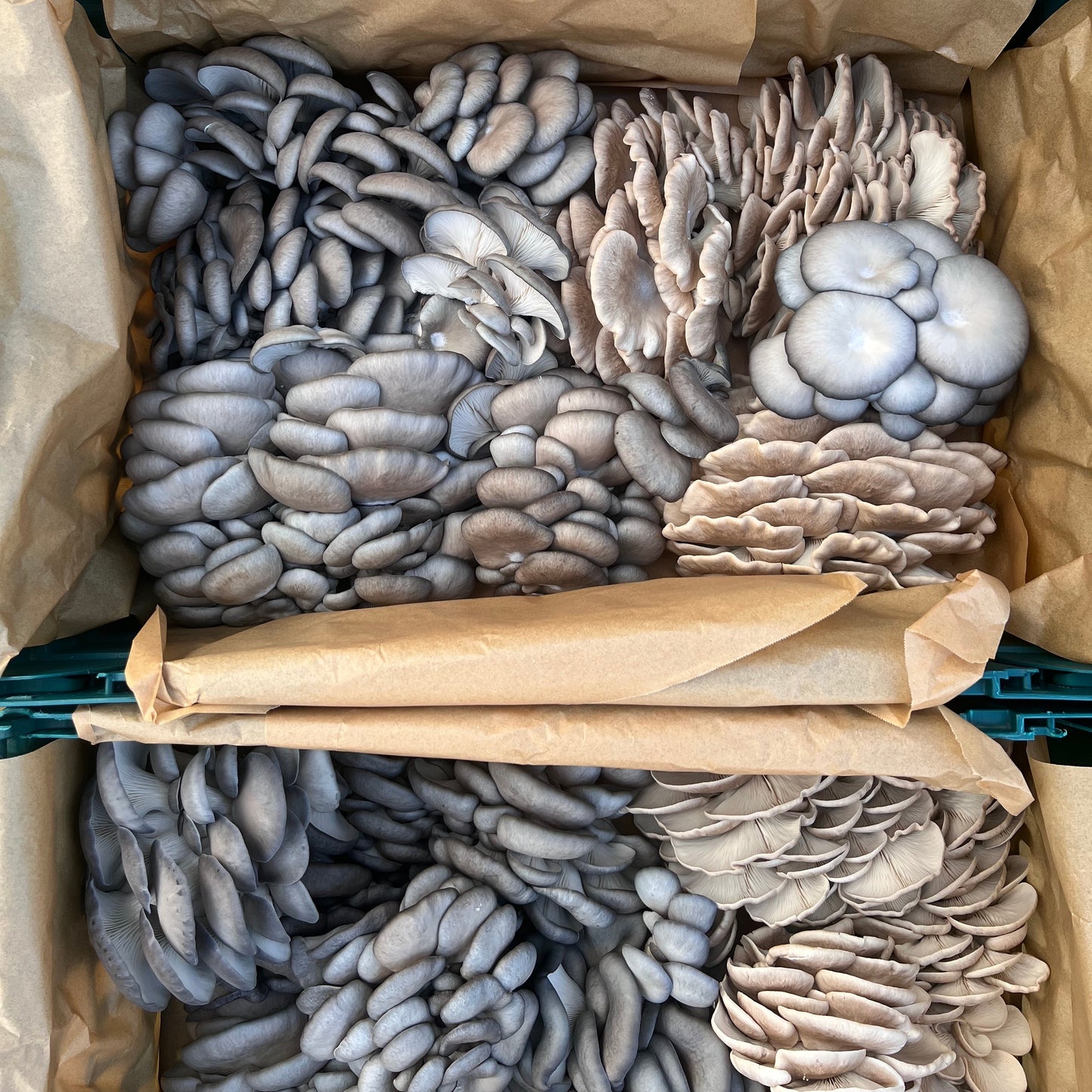 Dried Oyster Mushroom Mix (30g)