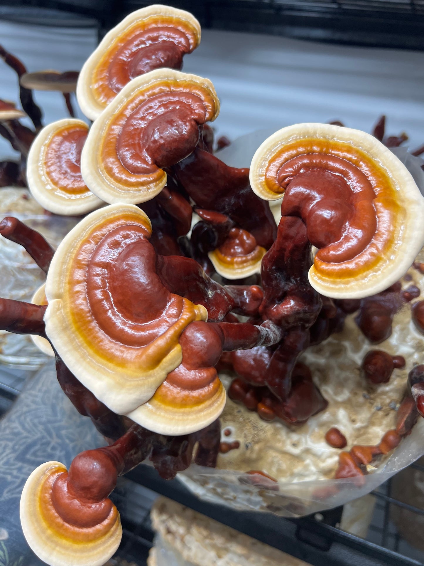 Reishi & Rosehip Dual Extract 50ml