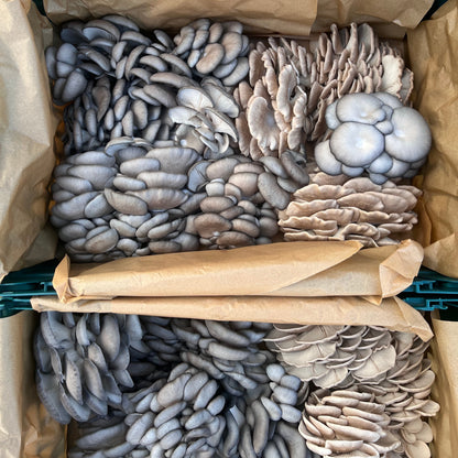 Dried Oyster Mushroom Mix (30g)