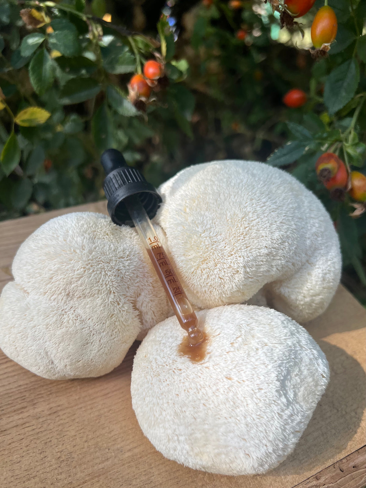 Lion's Mane Dual Extract 50ml